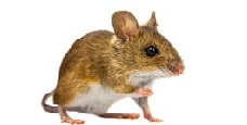 Thông tin đặc điểm của chuột đồng